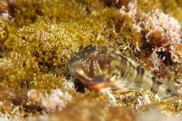 Image of Scartella