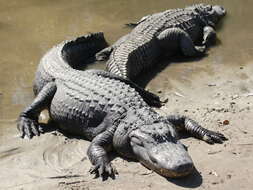 Image of alligators