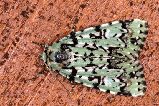 Image of Scarce Merveille du Jour