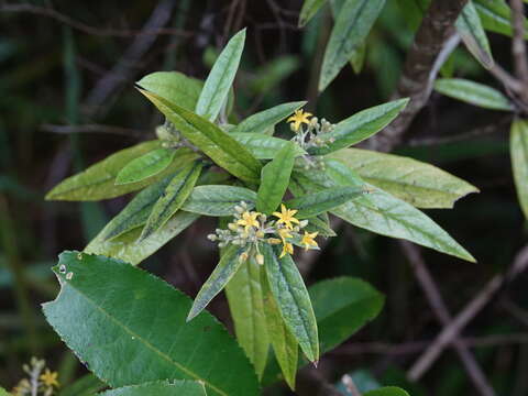 Imagem de <i>Corokia <i>buddleioides</i></i> var. buddleioides