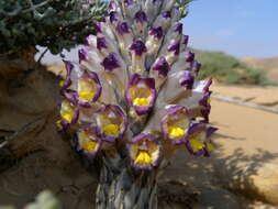 Image of Cistanche violacea (Desf.) G. Beck