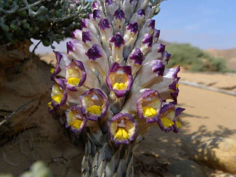 Image of Cistanche violacea (Desf.) G. Beck