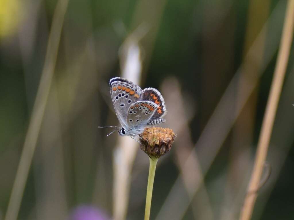 Image of brown argus