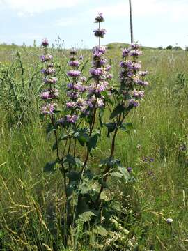 Image of tuberous Jerusalem sage