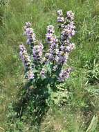 Image de Phlomoides tuberosa (L.) Moench