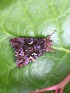 Image de Autographa corusca Strecker 1885