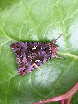 Image de Autographa corusca Strecker 1885