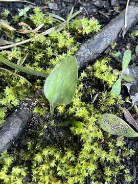 Image of Long-Stem Adder's-Tongue