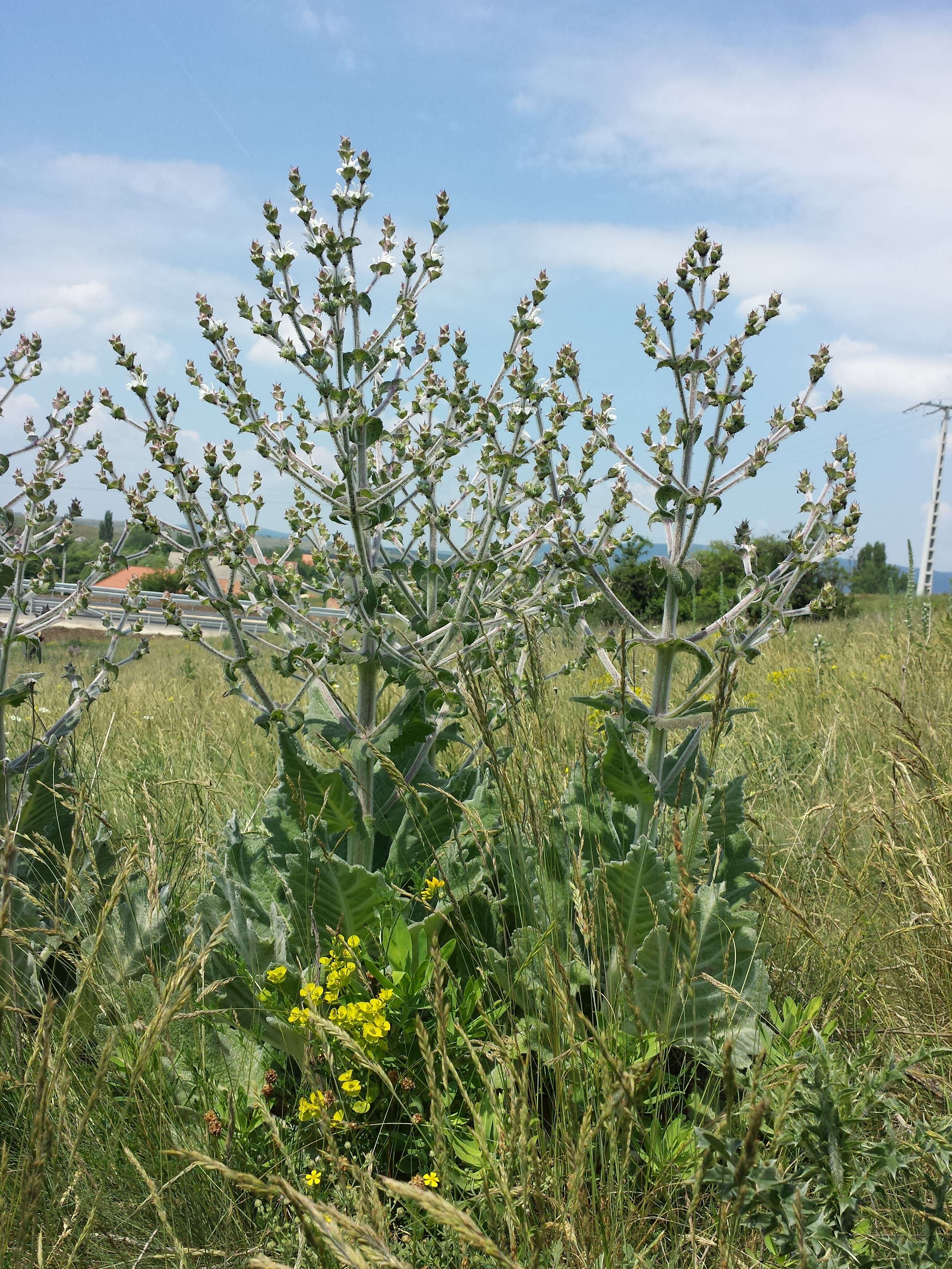 Sivun Salvia aethiopis L. kuva