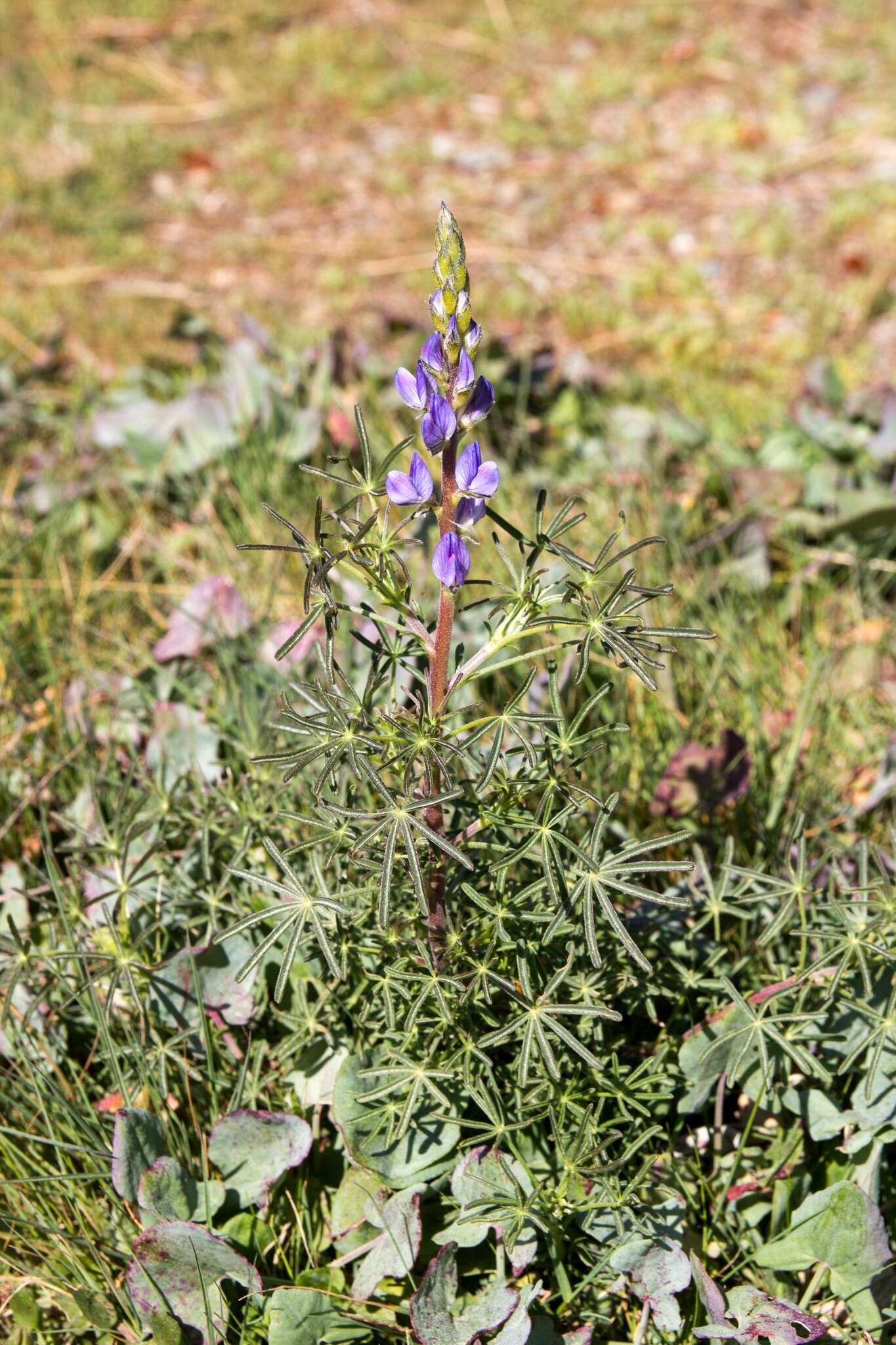 Image of narrowleaf lupine