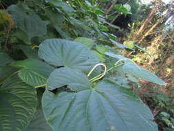 Image of marigold pepper