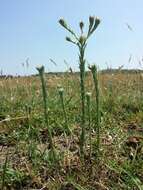 Image of common cottonrose