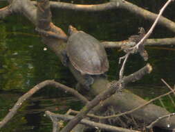 Image of Loggerhead Musk Turtle