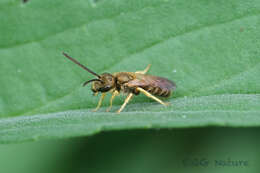 Image of Halictus aerarius Smith 1873