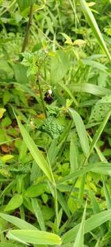 Imagem de Bombus mexicanus Cresson 1879