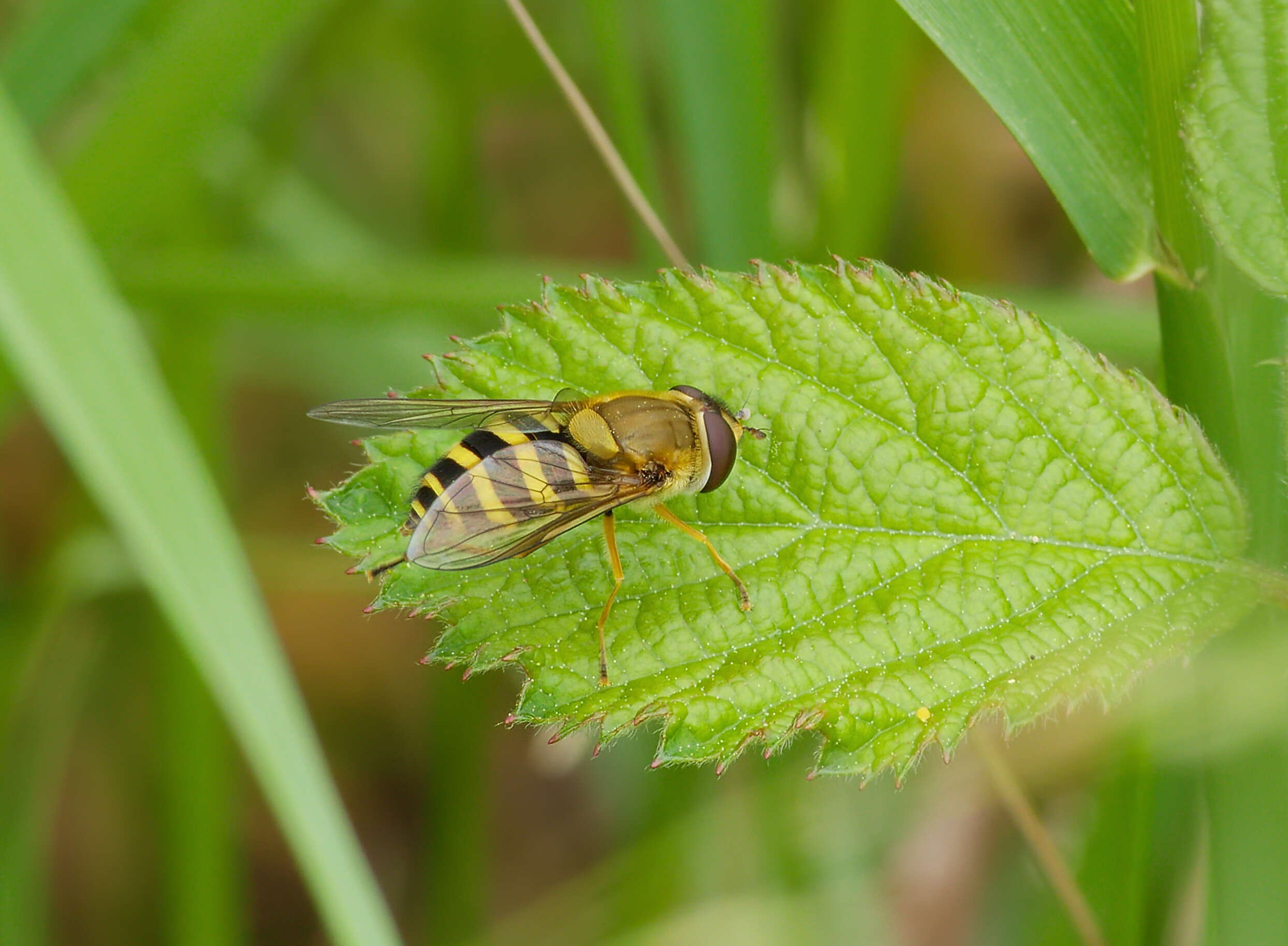 Plancia ëd Syrphus ribesii (Linnaeus 1758)