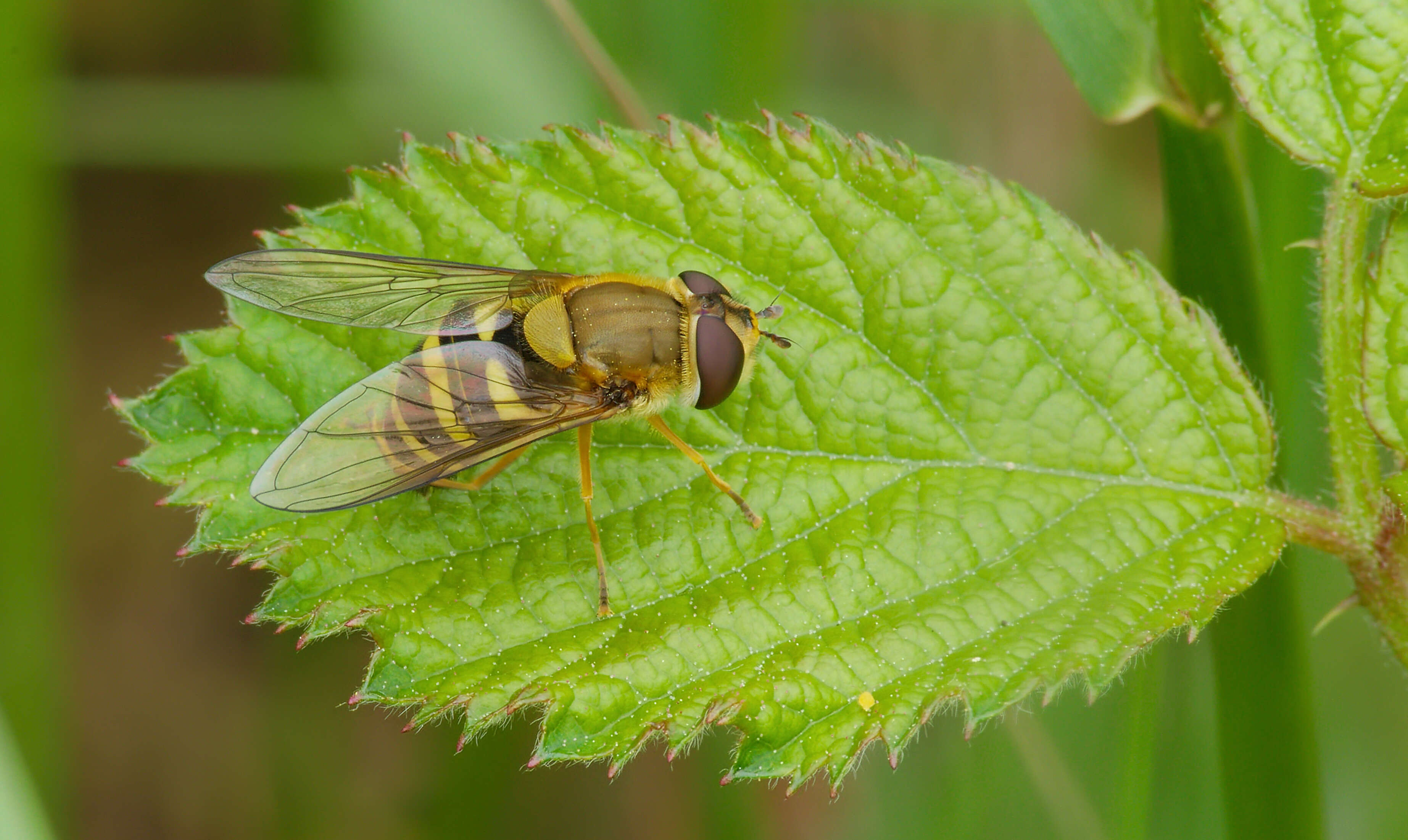 Plancia ëd Syrphus ribesii (Linnaeus 1758)