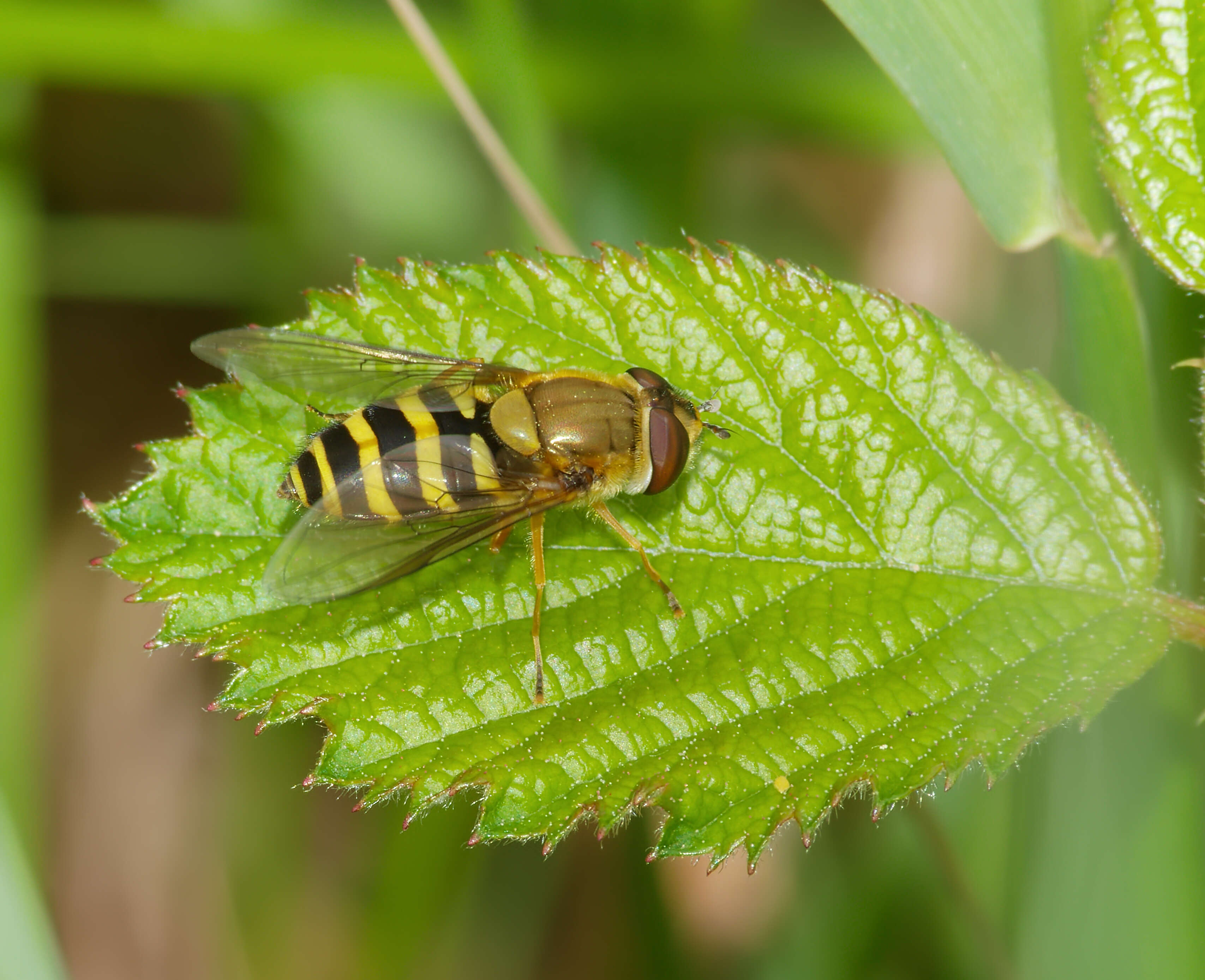 Plancia ëd Syrphus ribesii (Linnaeus 1758)