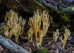 Image of Ramaria decurrens (Pers.) R. H. Petersen 1981