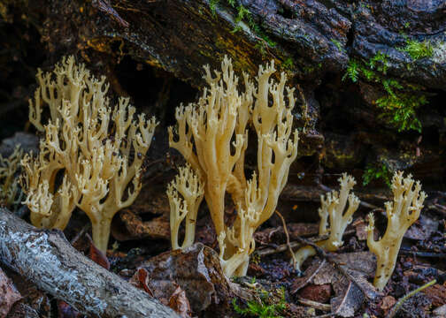 Ramaria decurrens (Pers.) R. H. Petersen 1981的圖片