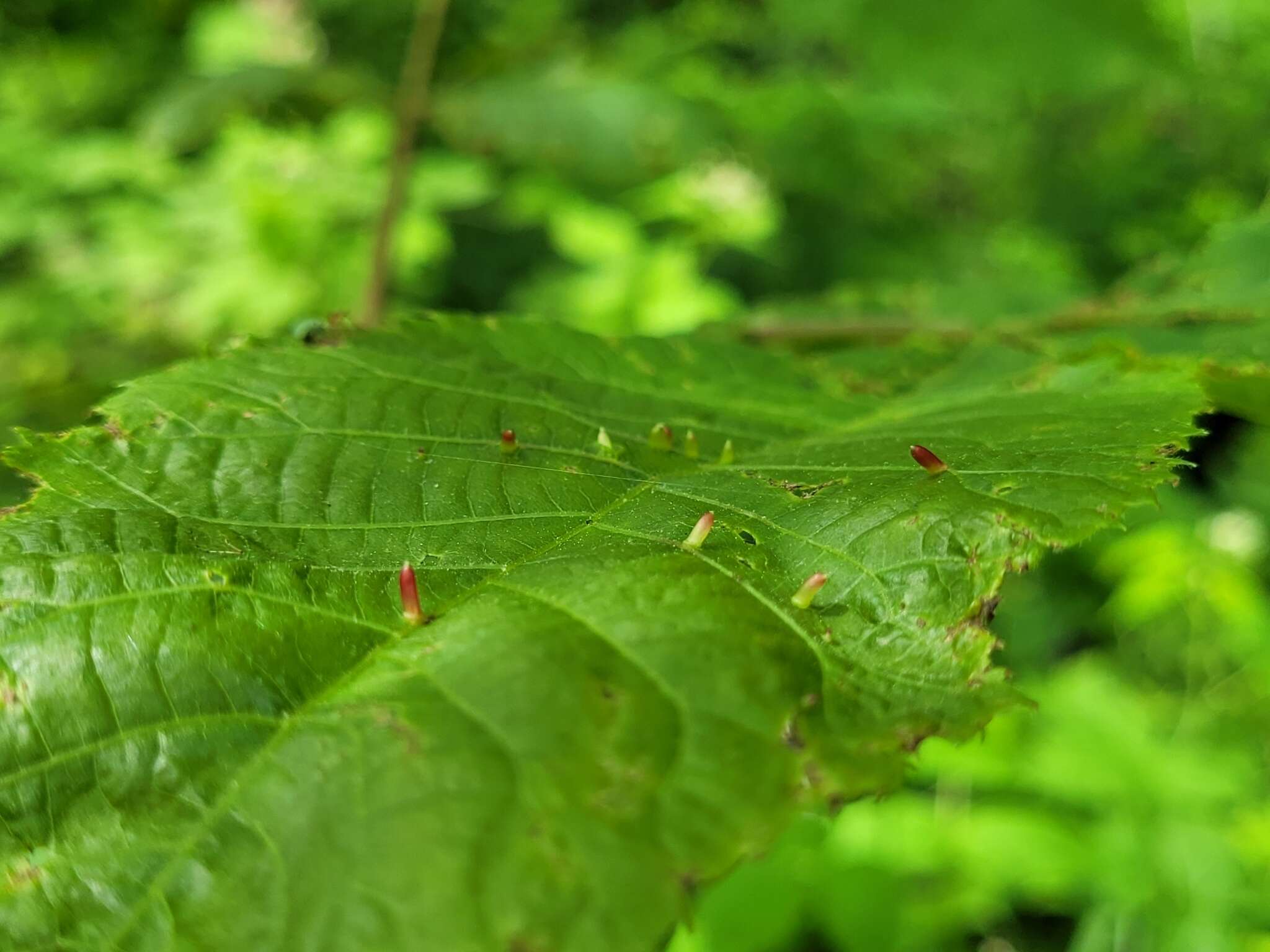 Image of Caryomyia striolata Gagne 2008