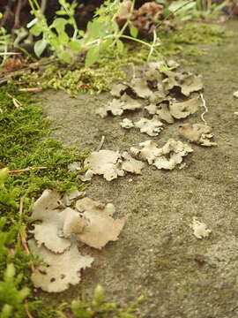 Image of reticulate silverskin lichen