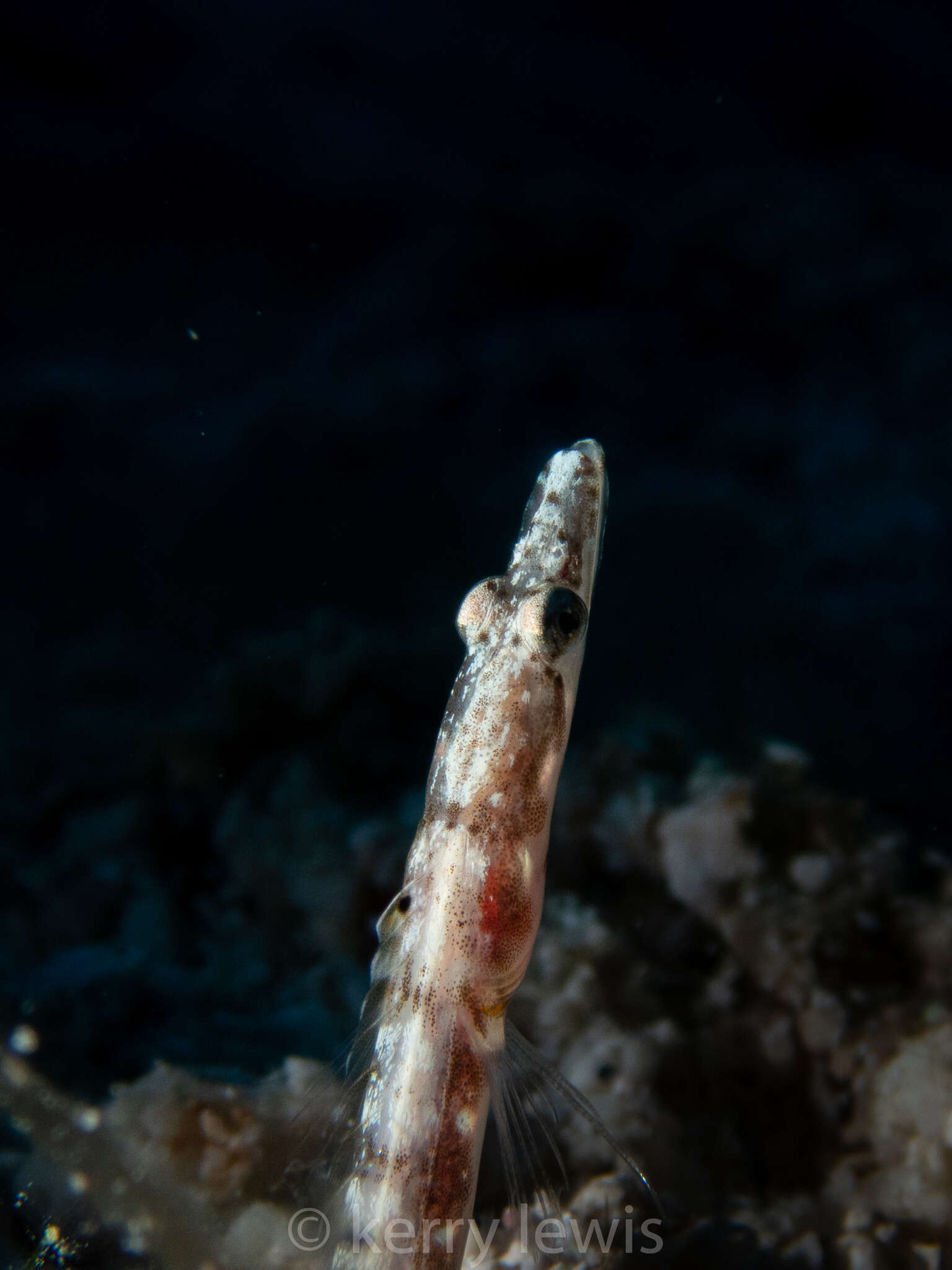 Image of Yellowface Pikeblenny