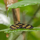 Image of Notophyson heliconides Swainson 1833