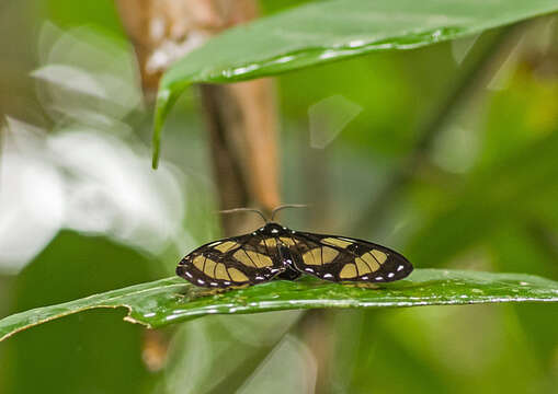 Слика од Notophyson heliconides Swainson 1833