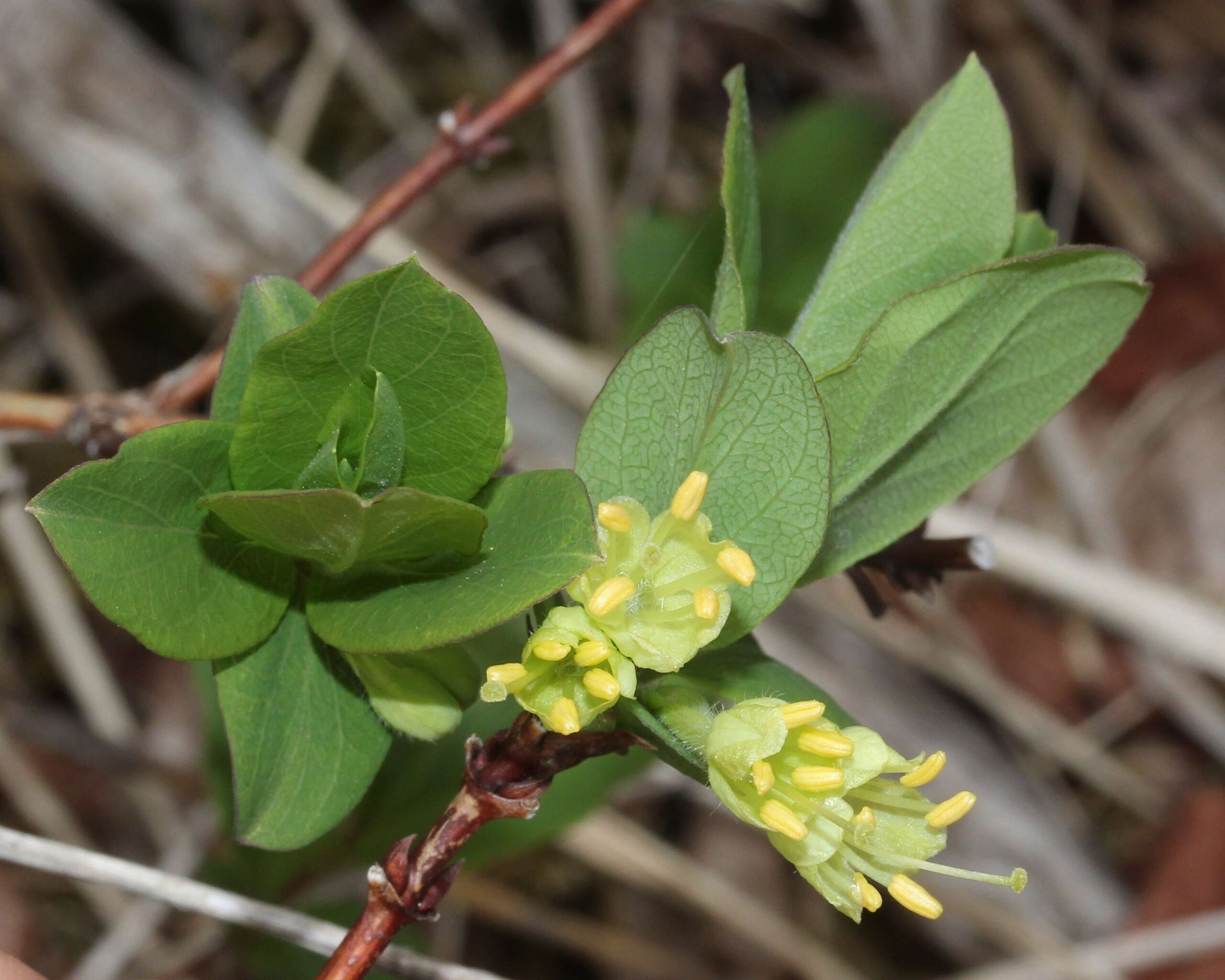 Imagem de Lonicera caerulea L.