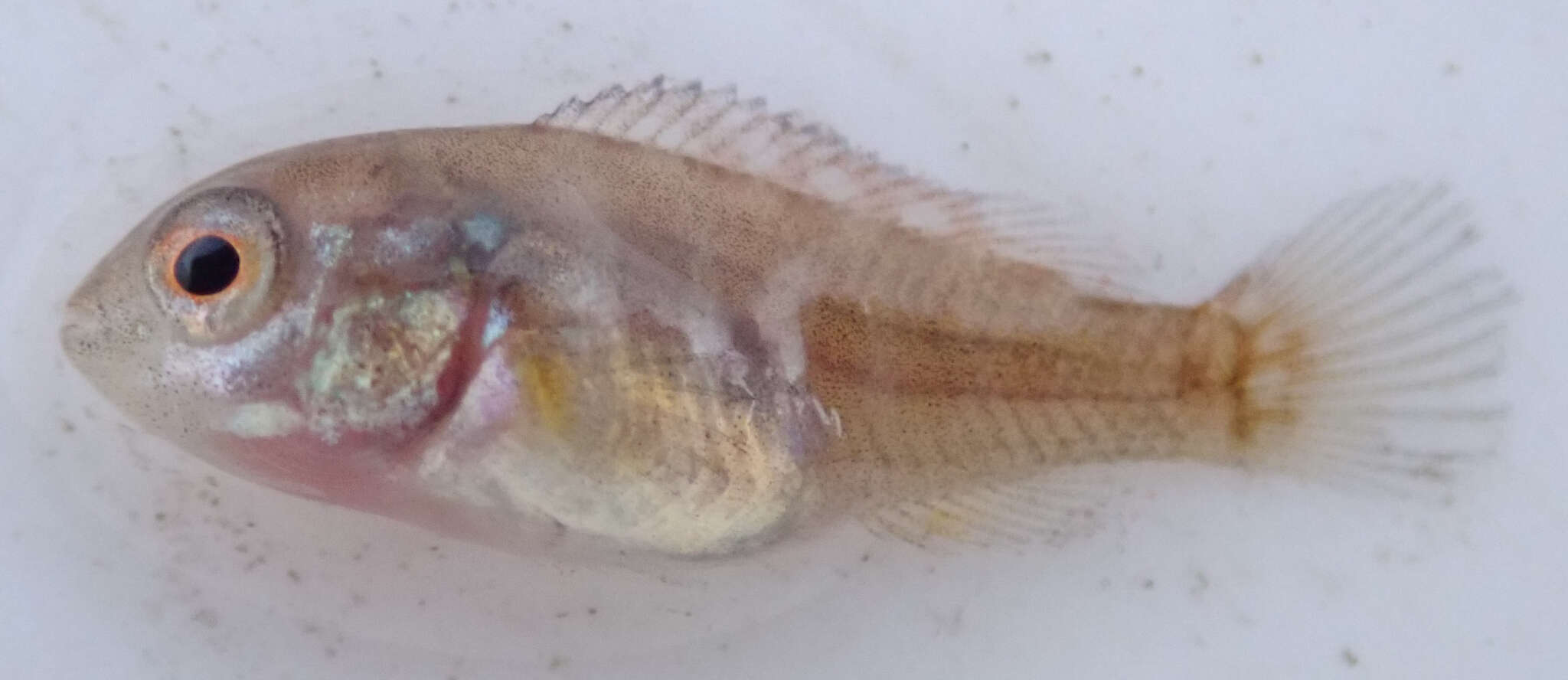 Image of Southern mouthbrooder