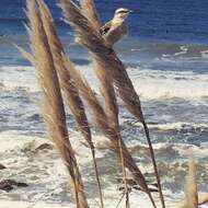 Image of Chalk-browed Mockingbird