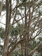 Plancia ëd Eucalyptus globulus subsp. bicostata (Maiden. Blakely & Simmonds) Kirkpatrick