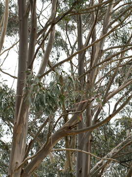 Plancia ëd Eucalyptus globulus subsp. bicostata (Maiden. Blakely & Simmonds) Kirkpatrick