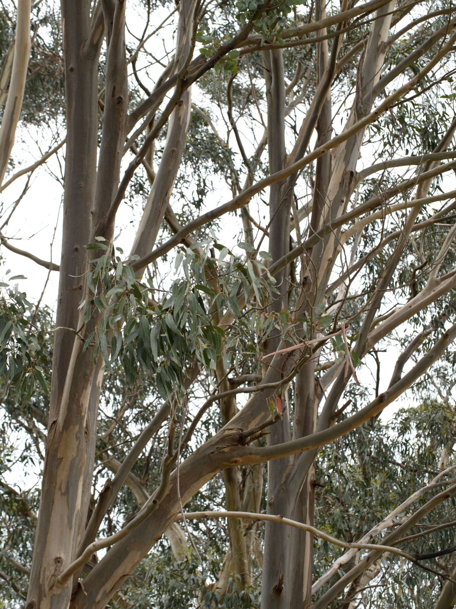 Sivun Eucalyptus globulus subsp. bicostata (Maiden. Blakely & Simmonds) Kirkpatrick kuva