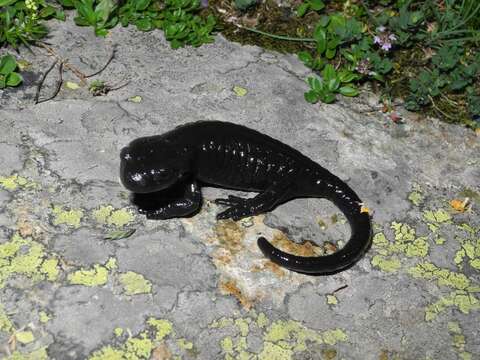 Sivun Salamandra lanzai Nascetti, Andreone, Capula & Bullini 1988 kuva