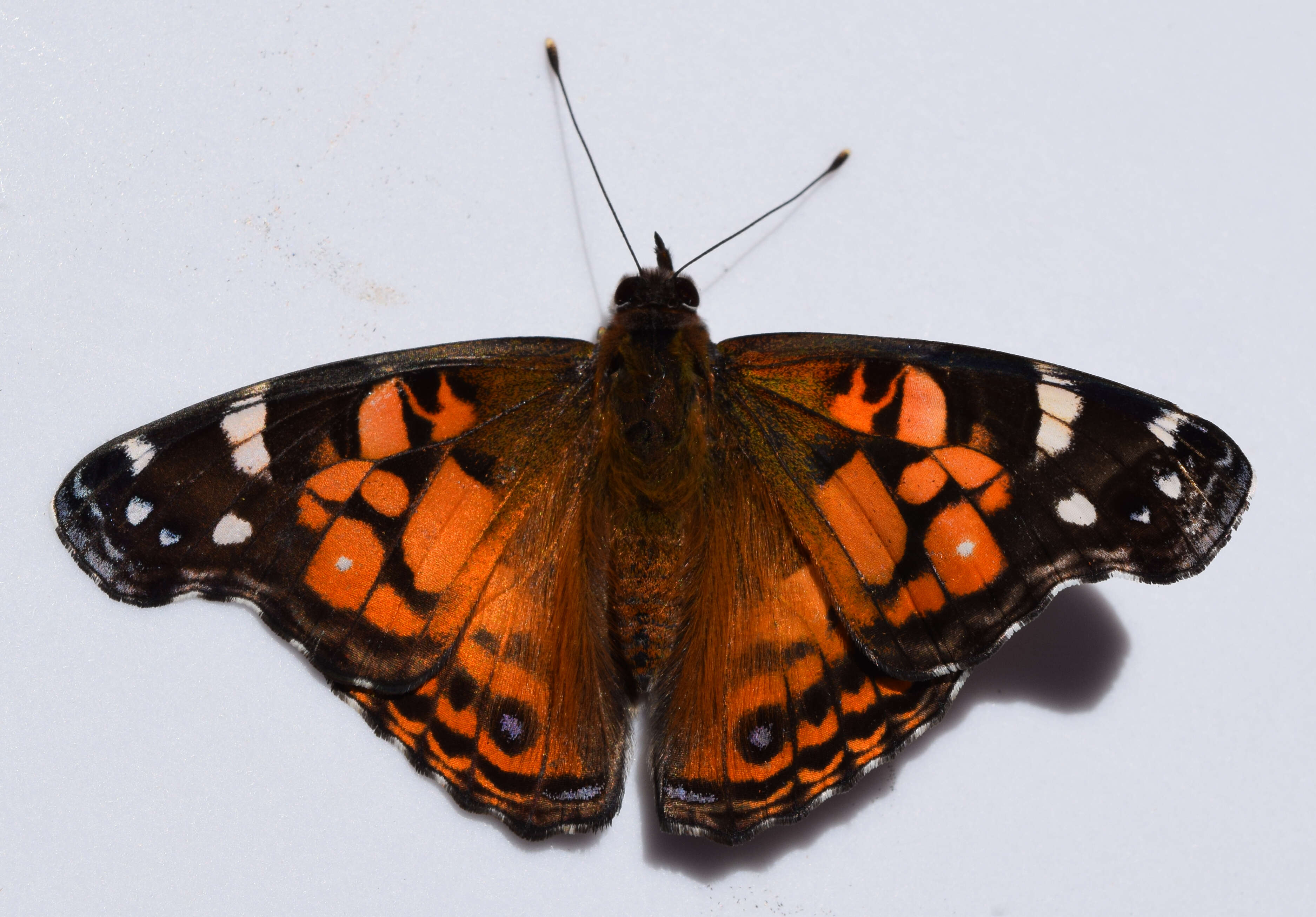 Image of Vanessa virginiensis