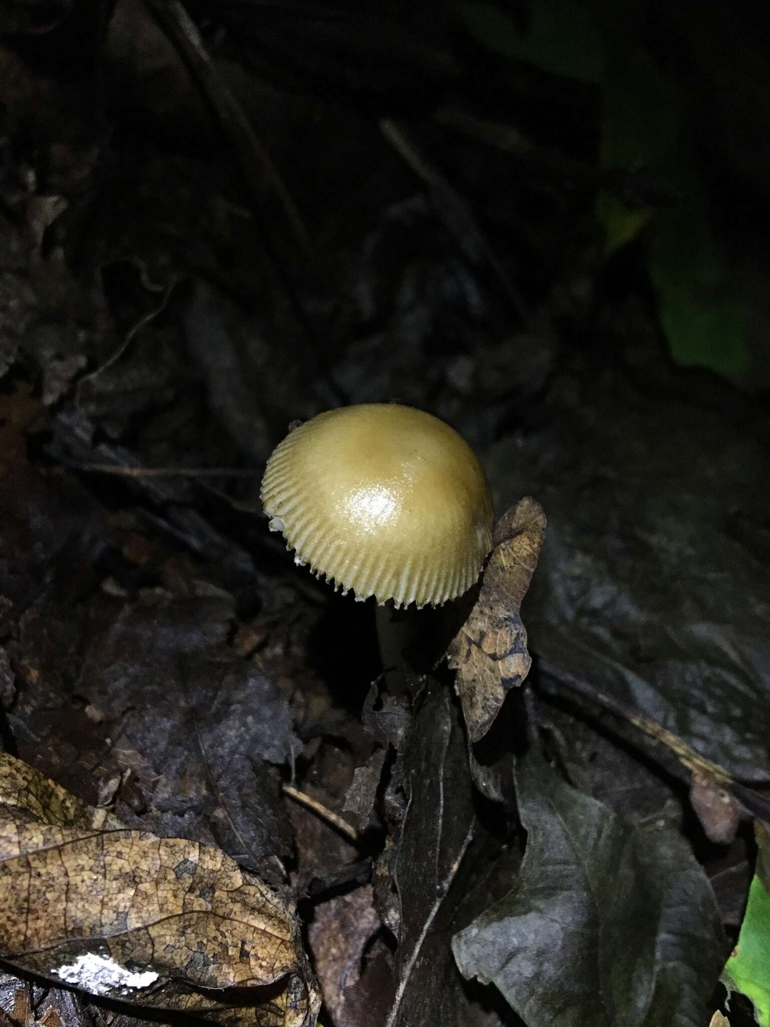 Image of Amanita sinicoflava Tulloss 1988