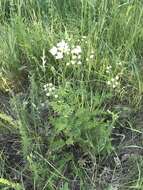 Image of corymbflower tansy