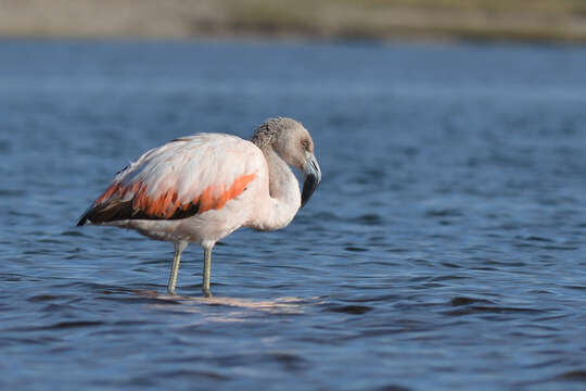 Imagem de Phoenicopterus chilensis Molina 1782