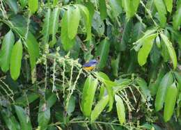 Image of Orange-bellied Flowerpecker