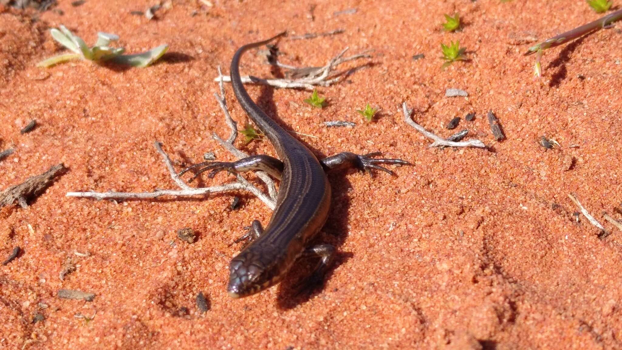 Image of Western three-striped skink