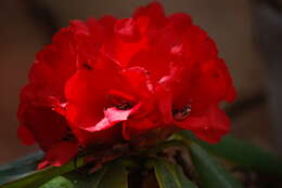 Image of Tree Rhododendron