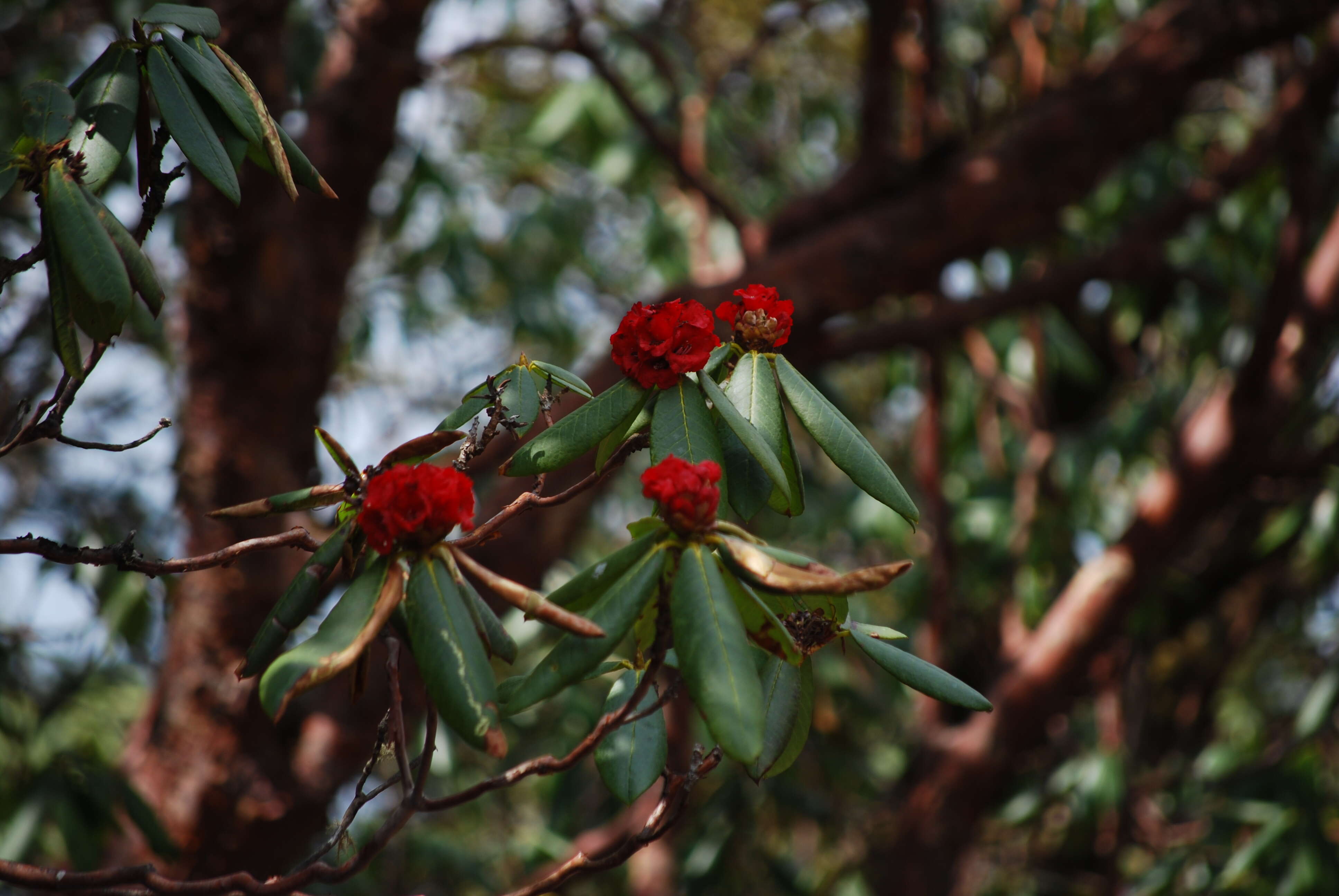 Image of Tree Rhododendron