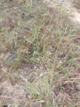 Image of plains lovegrass