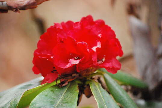 Image of Tree Rhododendron