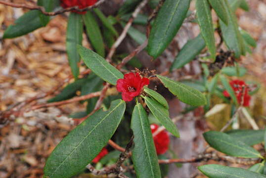 Image of Tree Rhododendron