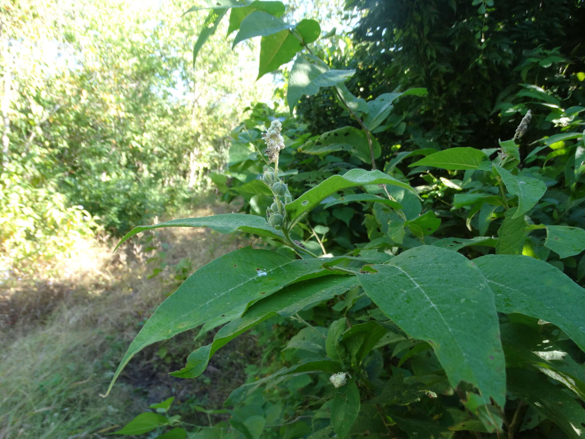 Image of Croton alamosanus Rose