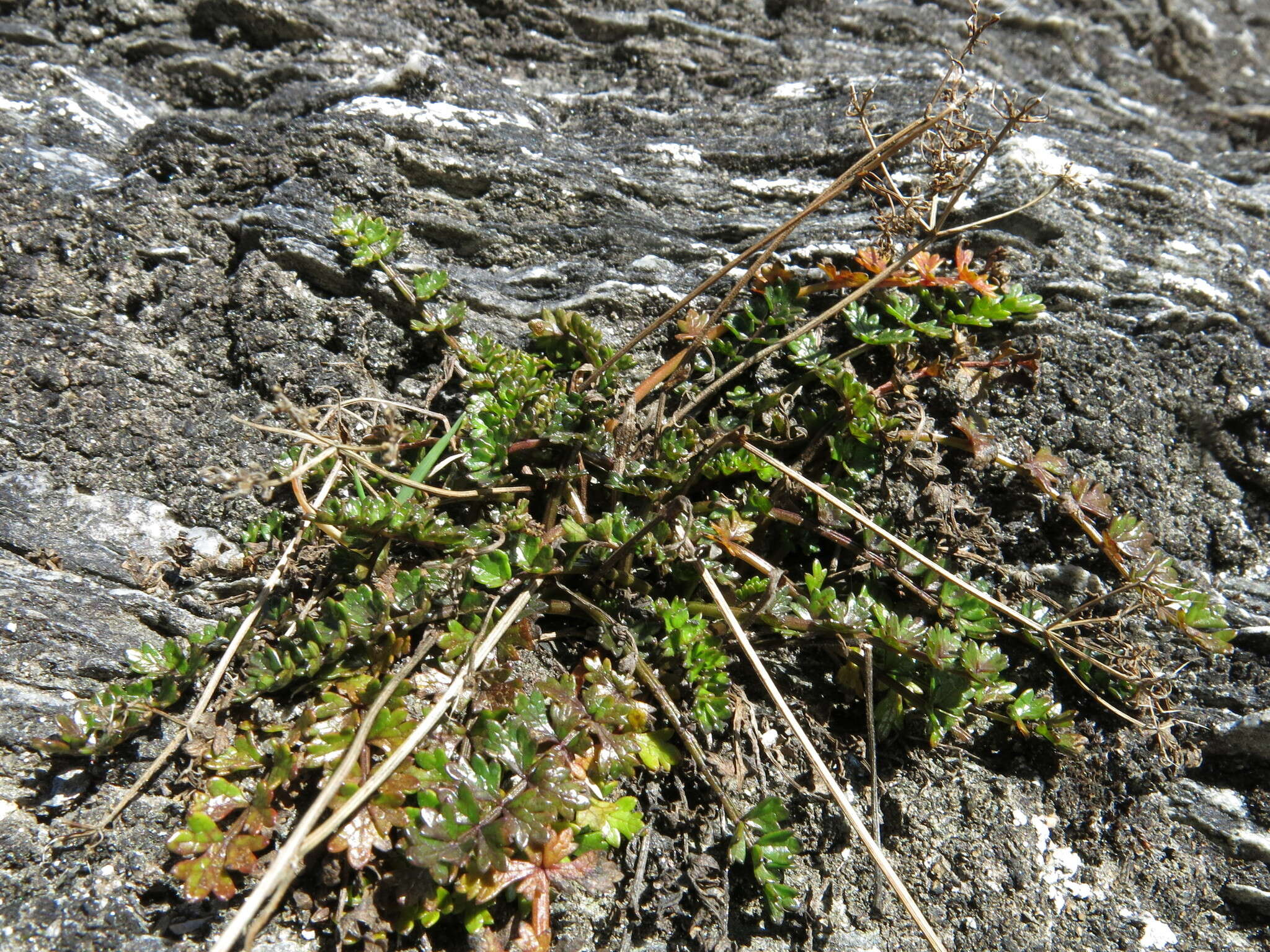 Imagem de Gingidia decipiens (Hook. fil.) J. W. Dawson