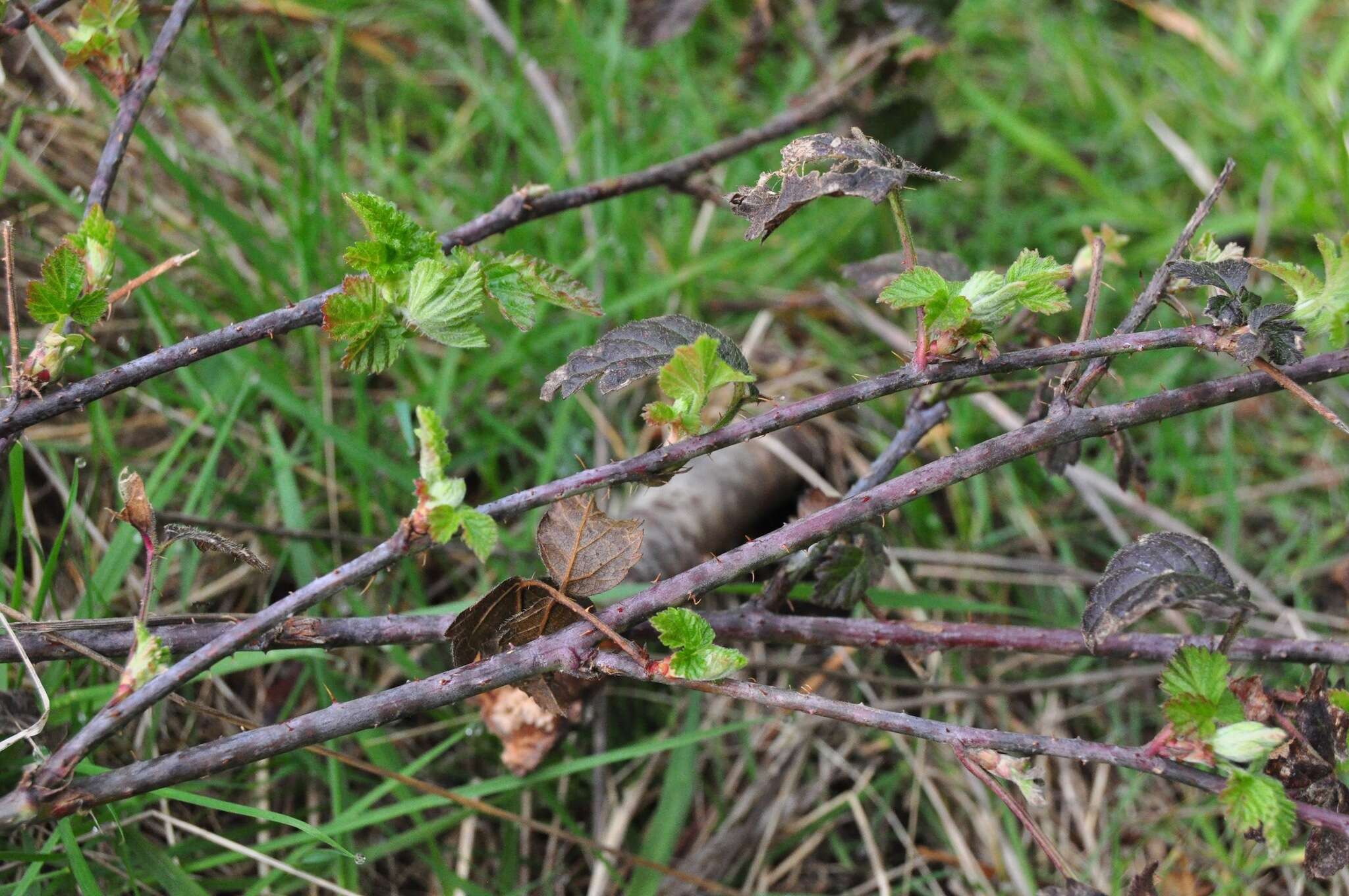 Слика од Rubus ursinus Cham. & Schltdl.